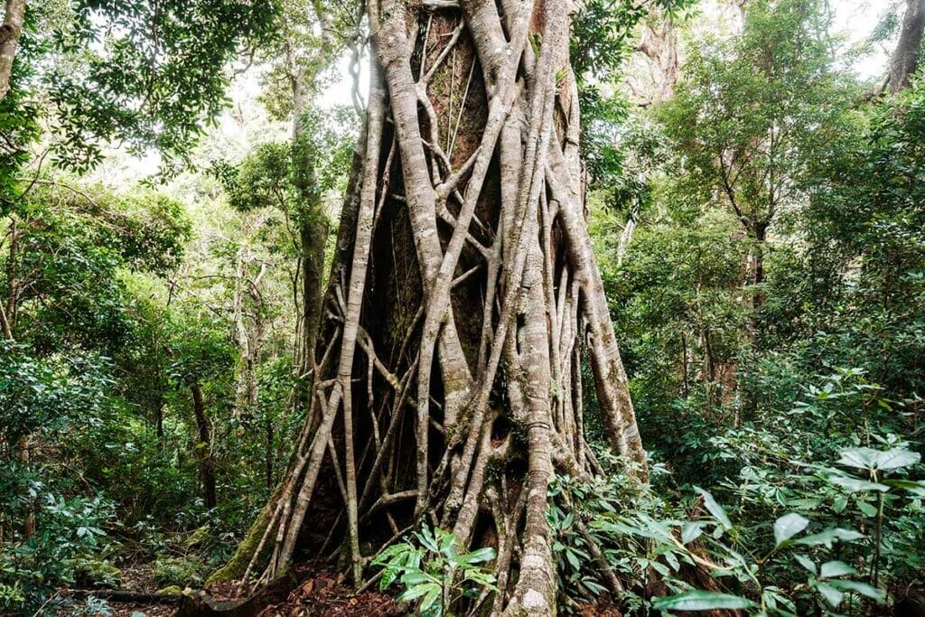 morans-falls-lamington-national-park