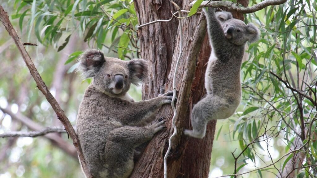 Toohey-Forest-koalas-free-things-to-do-in-brisbane - Londoner In Sydney Toohey-Forest-koalas-free-things-to-do-in-brisbane