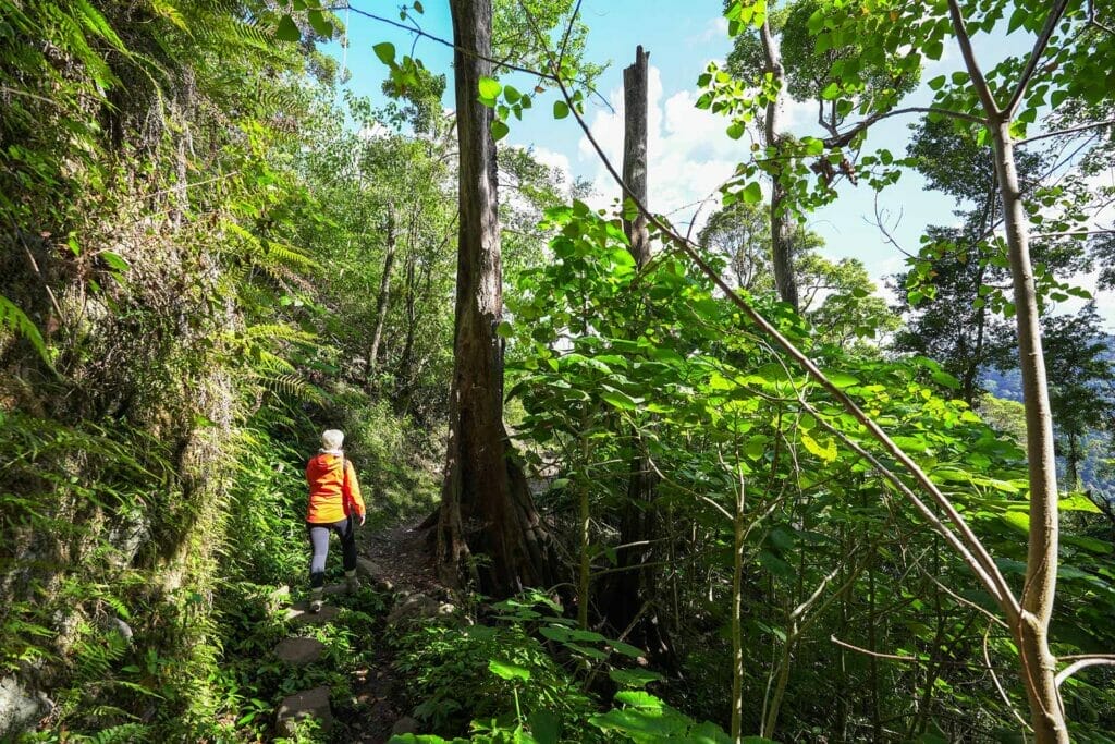 caves-circuit-lamington-national-park