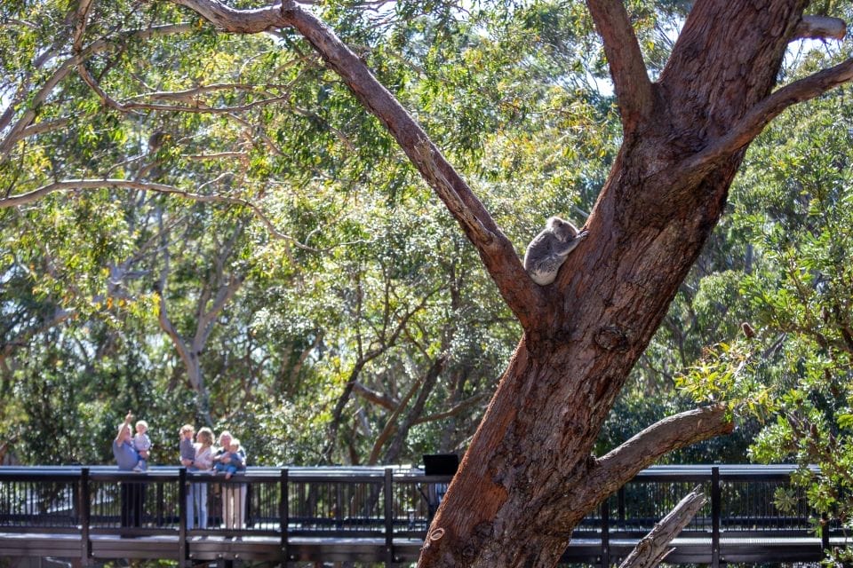 koala-sanctuary-things-to-do-in-port-stephens
