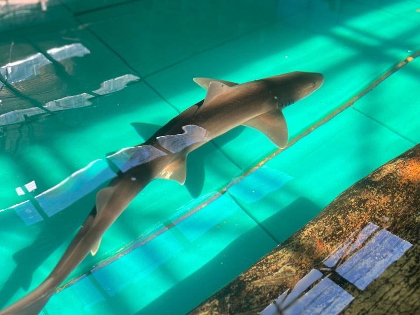 shark-cage-diving-things-to-do-in-port-stephens