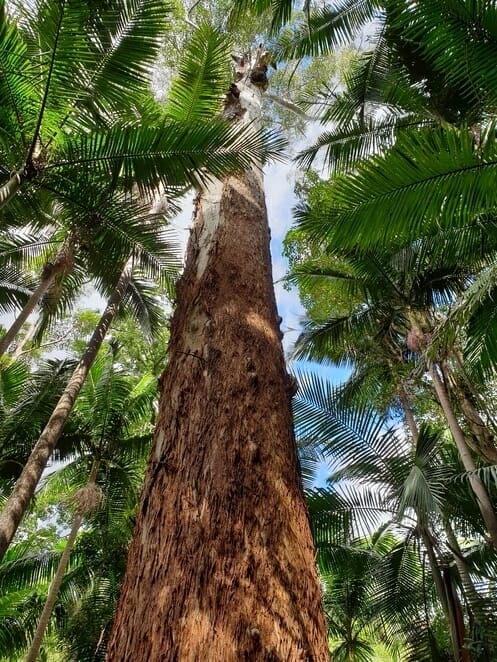 ravensbourne-national-park