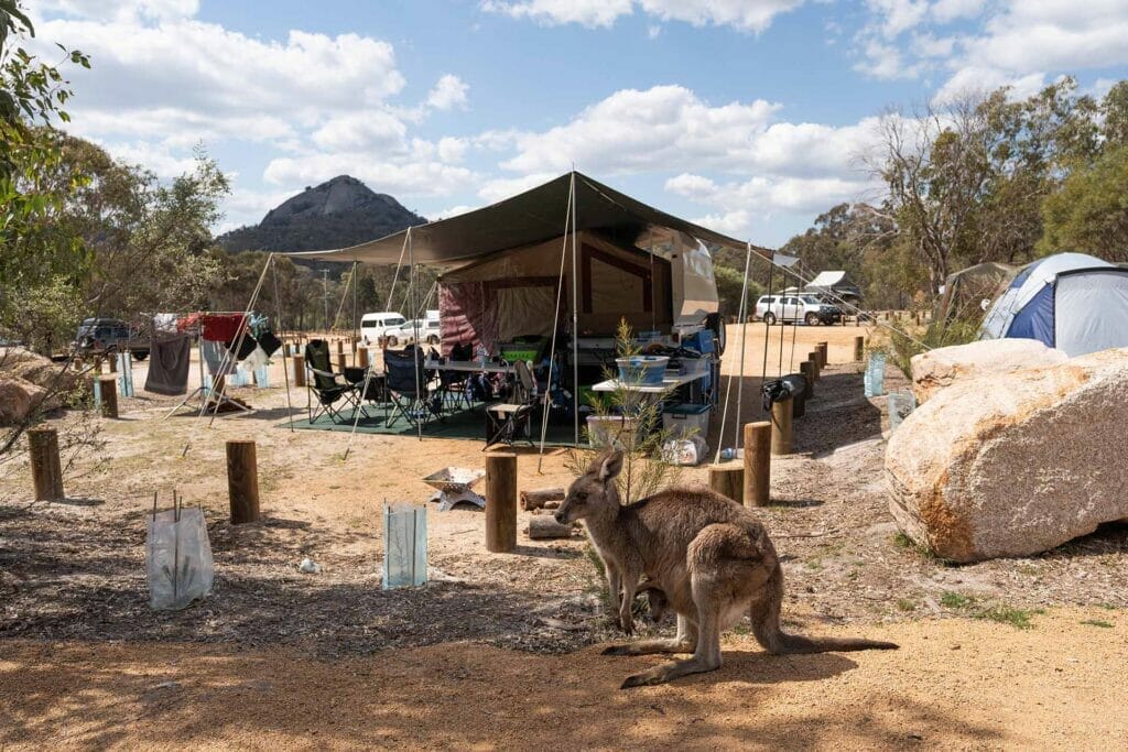 wildlife-girraween-national-park - Londoner In Sydney wildlife-girraween-national-park