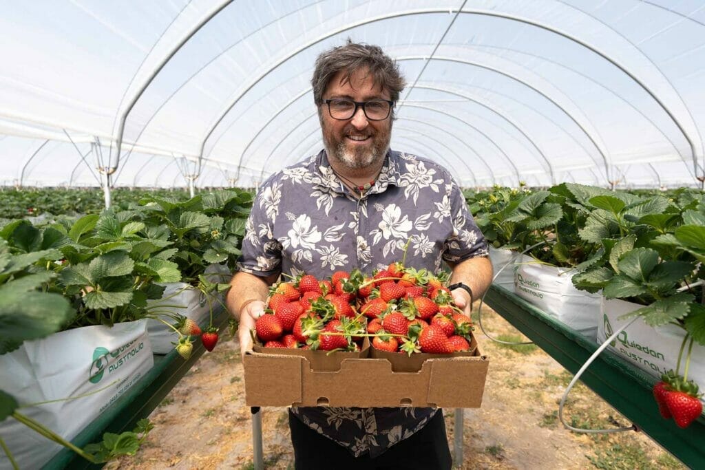 eastern-colour-strawberry-farm-stanthorpe