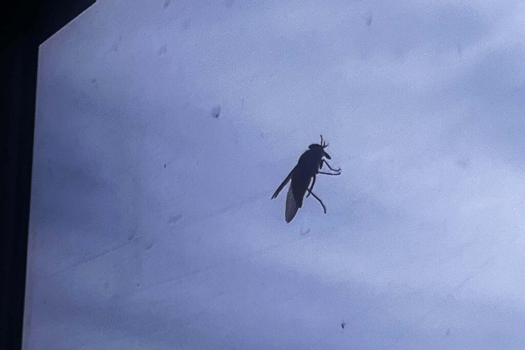 march-flies-fraser-island-trip