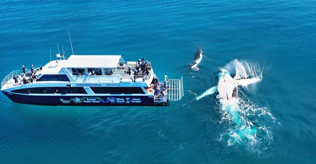 whale-watching-fraser-island-tours