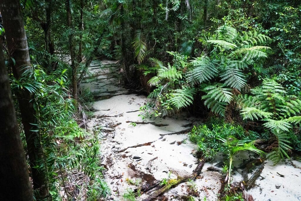 kgari-explorer-tour-central-station-rainforest