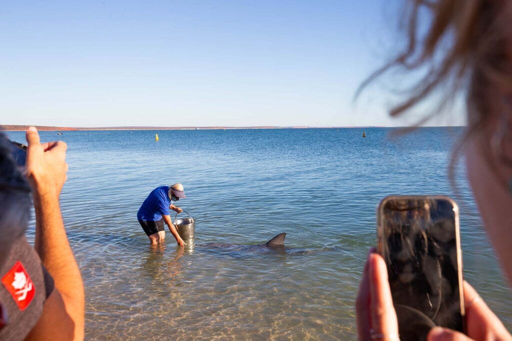 feeding-dolphins-monkey-mia - Londoner In Sydney feeding-dolphins-monkey-mia