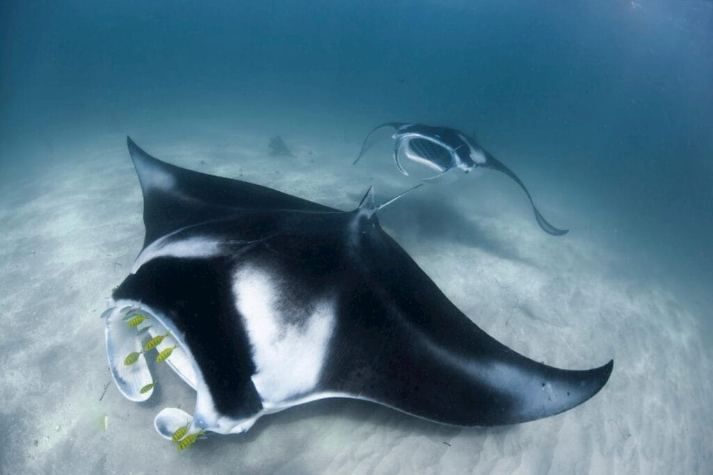 swim-with-manta-rays-coral-bay