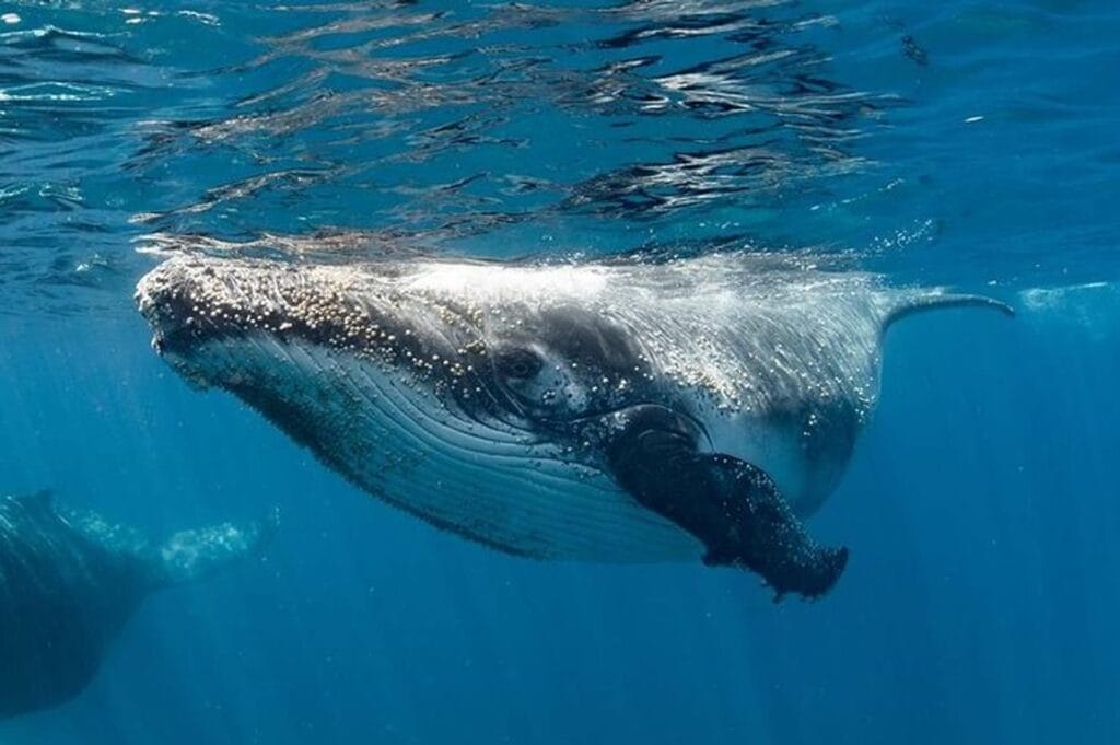 humpback-whale-swim-coral-bay