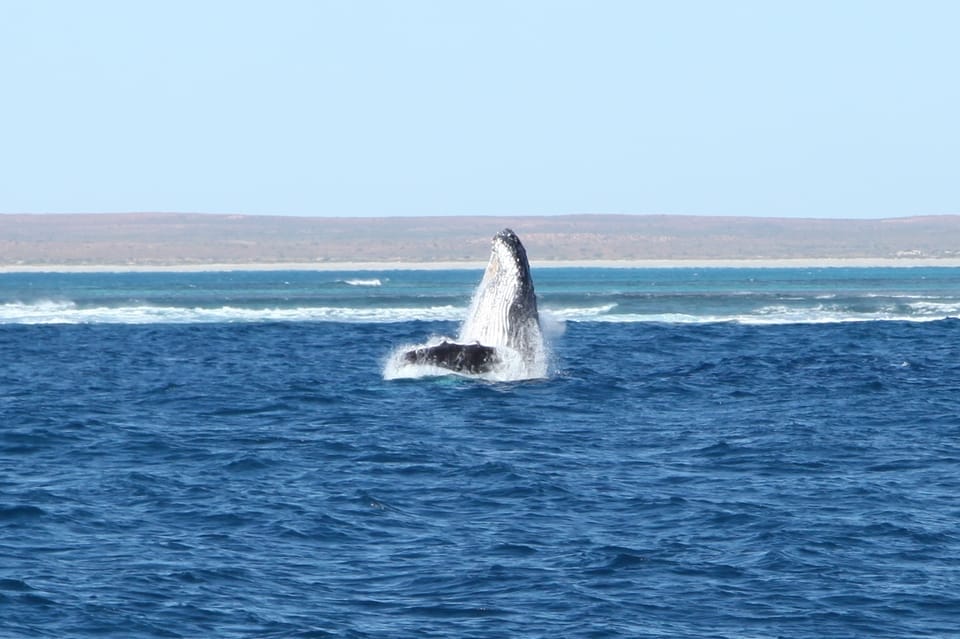 whale-watching-coral-bay
