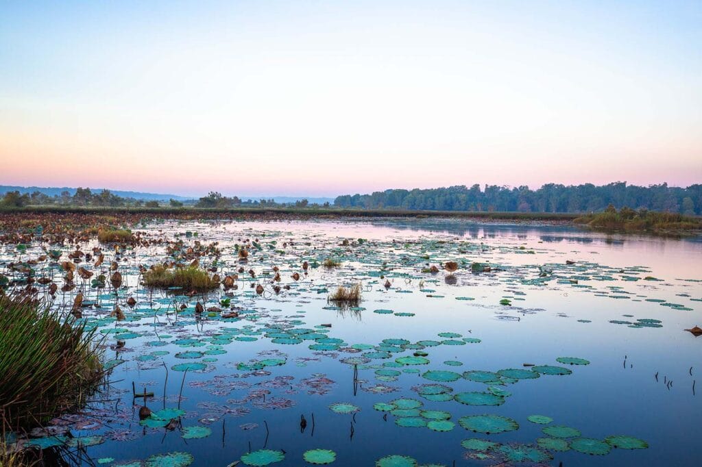 fogg-dam-kakadu-national-park - Londoner In Sydney fogg-dam-kakadu-national-park
