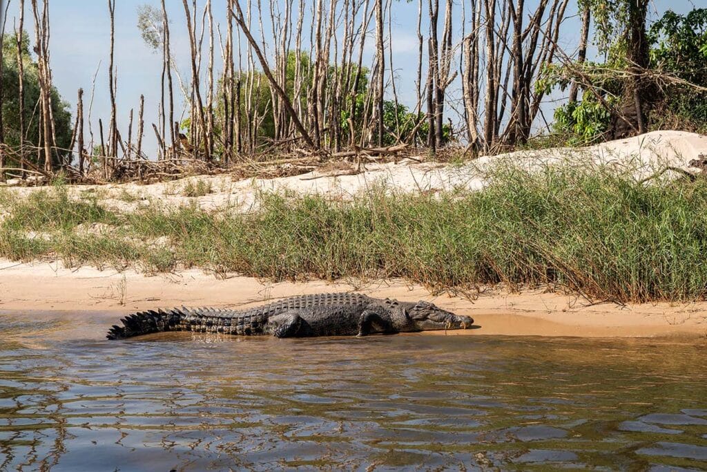 east-alligator-cruise-kakadu-national-park-crocodile - Londoner In Sydney east-alligator-cruise-kakadu-national-park-crocodile