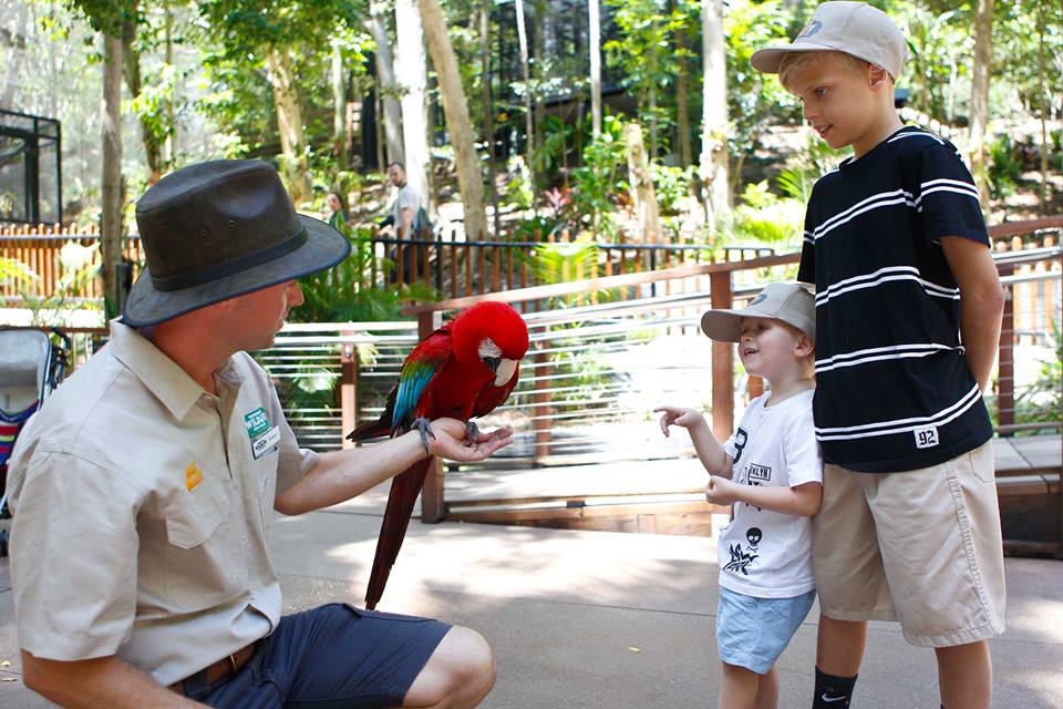 currumbin-wildlife-sanctuary-day-trips-from-brisbane
