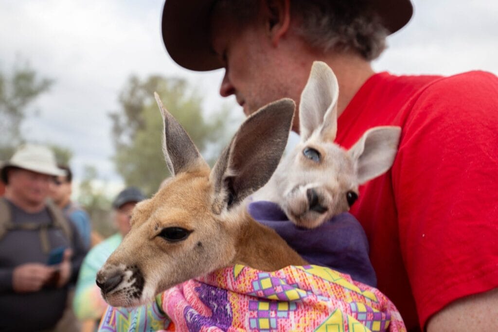 kangaroo-sanctuary-alice-springs-tour-2