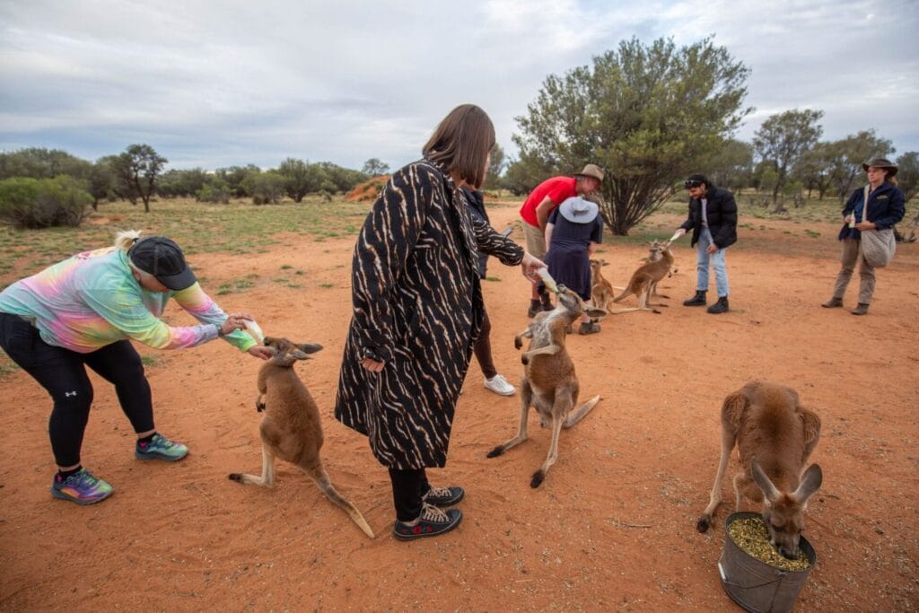 kangaroo-alice-springs