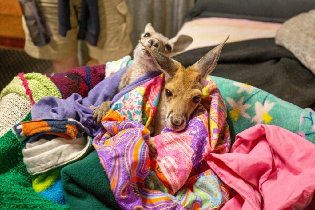 kangaroo-alice-springs2