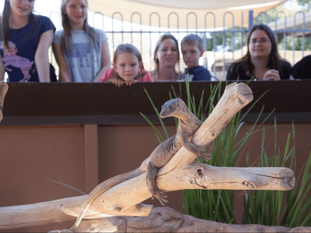 alice-springs-reptile-centre - Londoner In Sydney alice-springs-reptile-centre